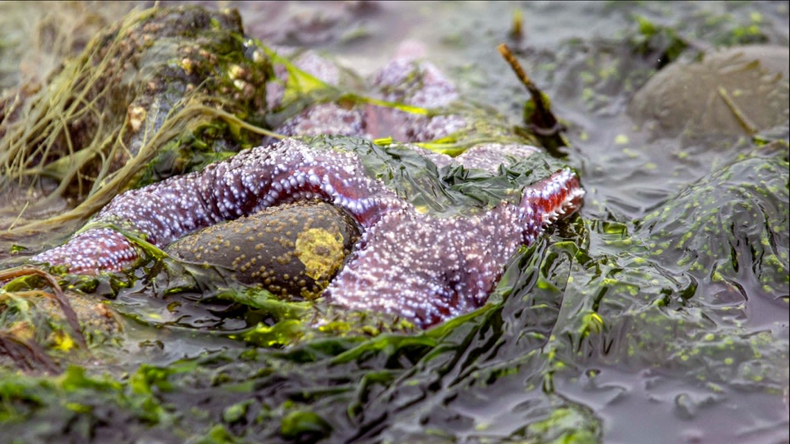 One of lowest tides of the year in western Washington on Thursday