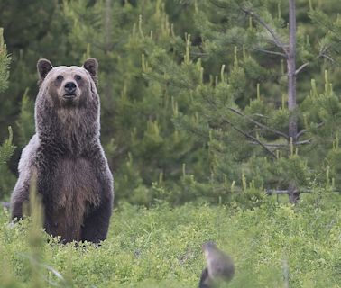 Antler hunter kills griz near Wolf Creek; officials preach bear awareness