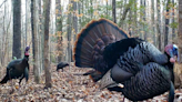 Turkey Season Success! Watch These Videos to Find Out How!