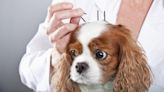 Natural Treatments for Managing Arthritis in Dogs: Symptoms, Causes, & Treatments