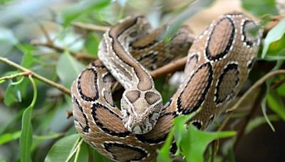 Deadly Viper On The Rise: Bangladesh Grapples With Snake Crisis