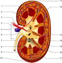 Renal medulla