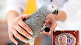 5 dead, dozens hospitalized as ‘parrot fever’ surges across Europe