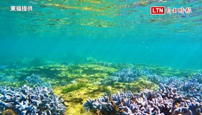 澎湖東嶼坪居民自發性復育珊瑚 維護美麗花園（東福提供） - 自由電子報影音頻道