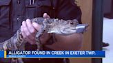 Watch: Landscapers find alligator in Pennsylvania creek