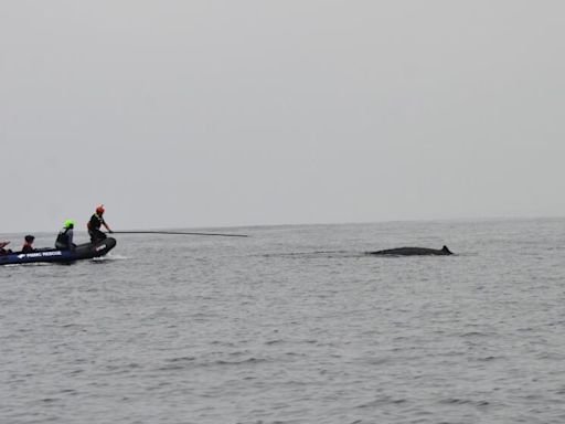 Entangled humpback whale is finally freed off Dana Point