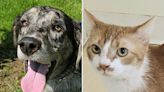 Pets of the week: Rufus is energetic and intelligent. Fandango is curious and spunky