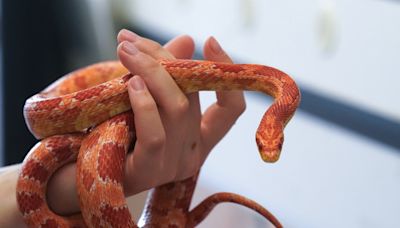 Can you have a snake as a pet in NYC?