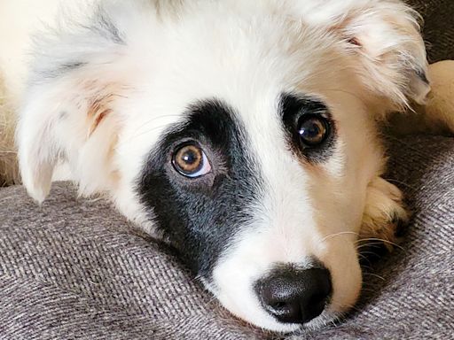 Adorable rescue pup Ghost is Donegal's 'Nose of Tralee' hopeful - Donegal Daily