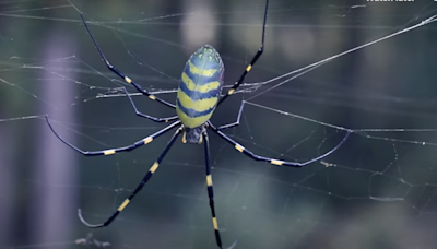 Massive, flying yellow spiders are back in NC. But are they dangerous? What to know
