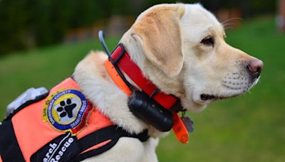 Keb: la leyenda de una golden retriever que dejó un legado imborrable en la búsqueda y rescate