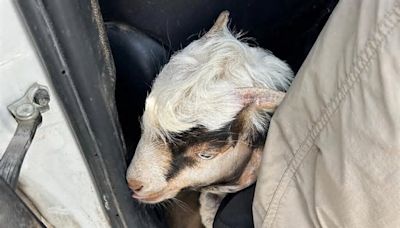 Police detain 13 trying to smuggle goats onto Temple Mount for sacrifice ritual