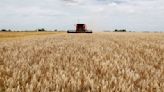 Estimación de área sembrada con trigo en Argentina sube a 6,3 million has