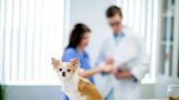 Cystinuria in Dogs: Symptoms, Causes, & Treatments