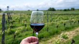 Malbec francés: el país europeo se sube al éxito del vino insignia argentino y busca competir en el mercado más importante