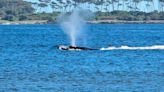 Un espectáculo inusual: una ballena franca austral llegó al puerto de Punta del Este