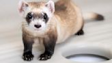 2 more endangered ferrets cloned from animal frozen in the 1980s: "Science takes time"