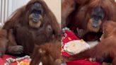 Señora orangután más vieja del mundo celebra su cumpleaños número 63