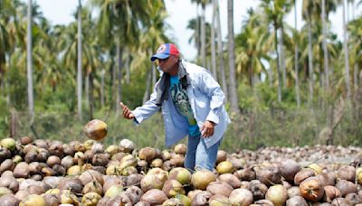 Espíritu Santo, la isla remota de El Salvador que se mantiene con fabricar aceite de coco