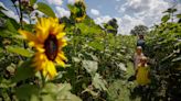 Fair Grove farm to feature 30,000 sunflowers for 5th annual Sunflower Festival