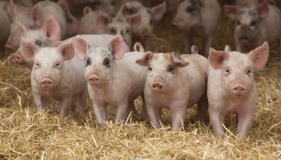 Pig tech promises 5-day advantage detecting coughs - Farmers Weekly