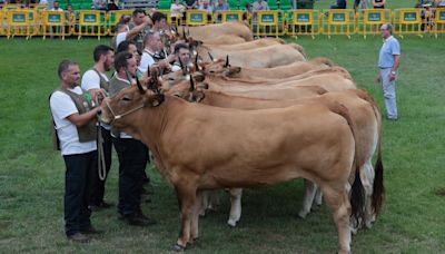 Casillas, Ca Lao, Iglesias, Prado, Fidalgo y compañía, los nombres que dan vida al Concurso Exposición de Ganado de Llanera