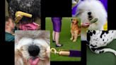 Westminster dog show 2024: No bones about it, these top dogs are ready to show off their stuff