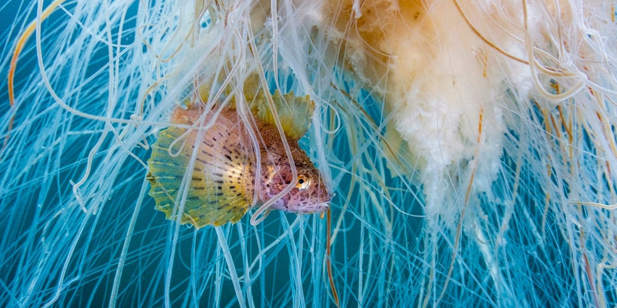 12 award-winning underwater photos give rare glimpses beneath the world's oceans