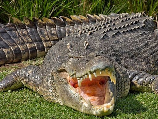 Australian police find remains of girl (12) snatched by crocodile in remote north