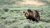 Grizzlies could roam wildest reaches of Washington state again, but first a mountain of red tape