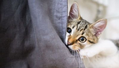 Feline fact or fiction? Debunking myths about our cat companions