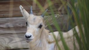 Rare Baby Addax is Mother’s Day Gift at Disney’s Animal Kingdom