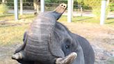 Jacksonville Zoo elephant donated by Michael Jackson gets mammoth root canal