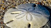 How much is a sand dollar worth?