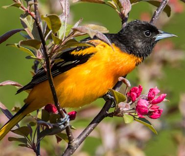 Prep some oranges! Interactive Baltimore oriole migration tracker map shows they're close