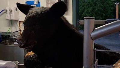 Bear euthanized after 'causing minor injuries' at Gatlinburg park concession stand