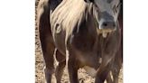 Oregon Rodeo Bull Escape