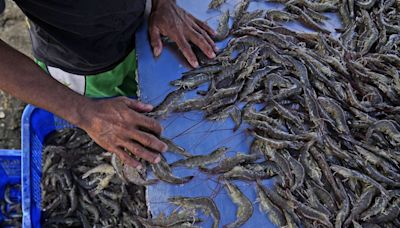 As big supermarkets pursue profits, new research shows growing exploitation of shrimp farmers