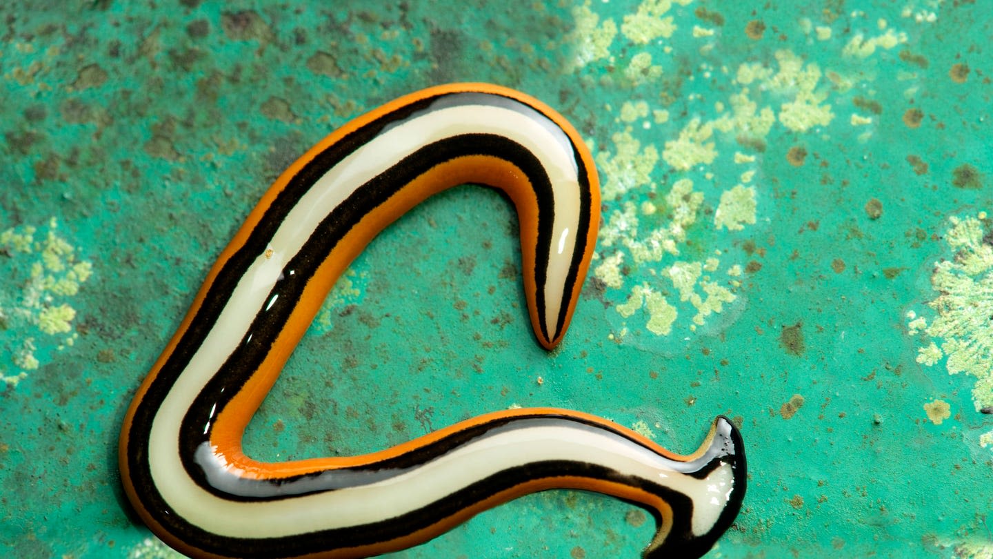 A Foot-Long Worm From Hell Is Invading Texas—and It’s Really Hard to Kill