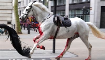 Cavalos do Exército fogem no centro de Londres e deixam quatro feridos