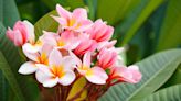 How to grow plumeria from cuttings – for new frangipani plants