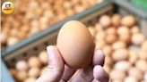 進口蛋洗產地流向全都露 「液蛋完整報告」揭20萬顆混國產流市面