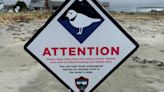 Piping plovers return to Maine, remain endangered species in state despite sightings