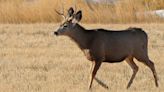 Chronic Wasting Disease report incites sensational media response