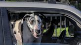 Who let the dogs out (of their seatbelts)? Florida bill bans dogs sniffing out of car windows