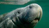 For manatees on Florida's west coast, red tide is a complicated, deadly nemesis