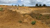 Plant species recorded in Bedfordshire for first time in restored quarry land