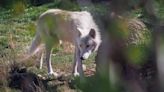 Woman mauled by wolves at safari park when she jogged out of safe area