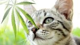 Cannabis-Legalisierung: Gefahr für tierische Mitbewohner – so schützen wir Hund, Katze und Co.
