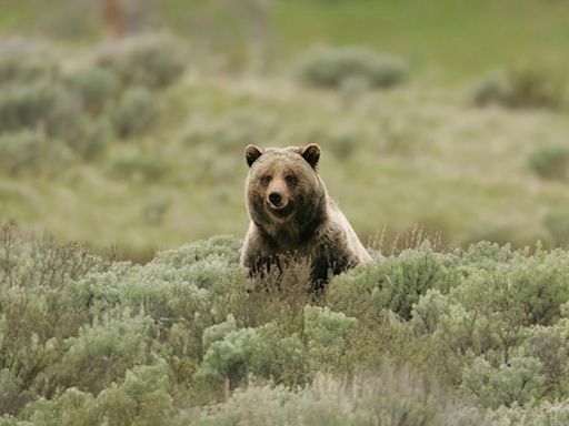 Watch: 'Drama' in Yellowstone as grizzly bears brawl over carcass